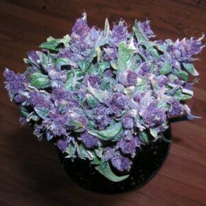 Buy Purple Haze Weed